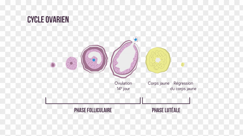 Phases Of Ovulation Cycle Brand Product Design Graphics Purple PNG
