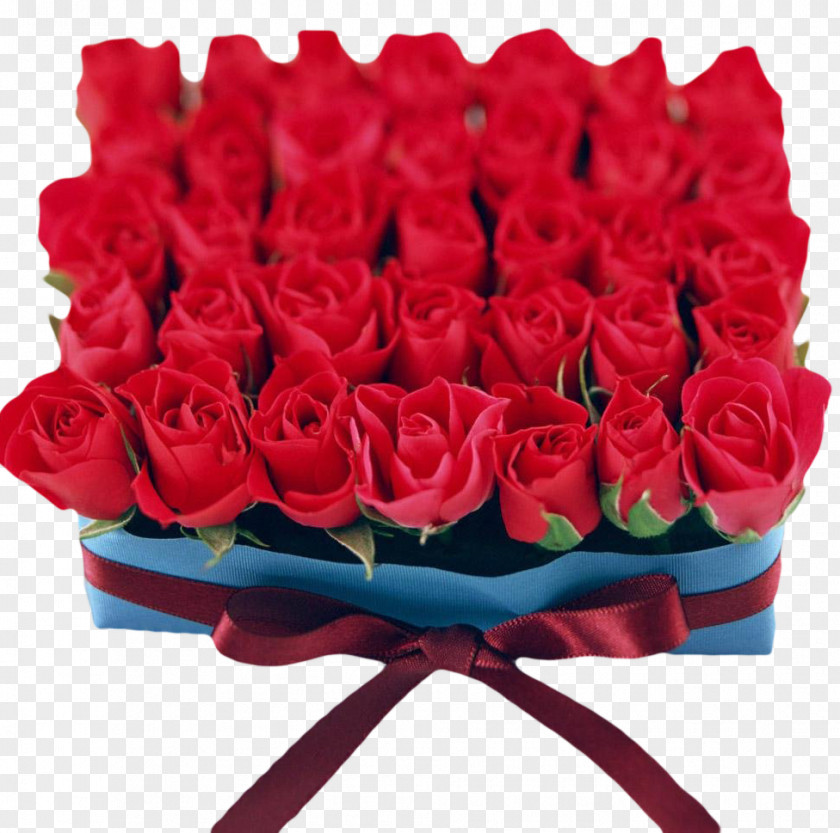 Red Rose Flowers Square Bandage Physical Map Valentine's Day Flower Wallpaper PNG