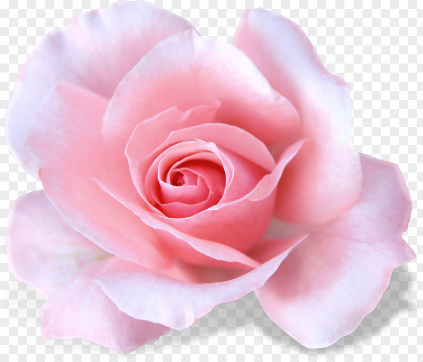 Rose Garden Roses White PNG