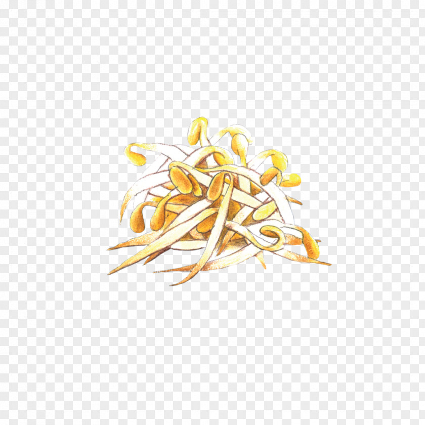 Authentic Ramen Toppings Commodity Shoot Bean Sprout PNG