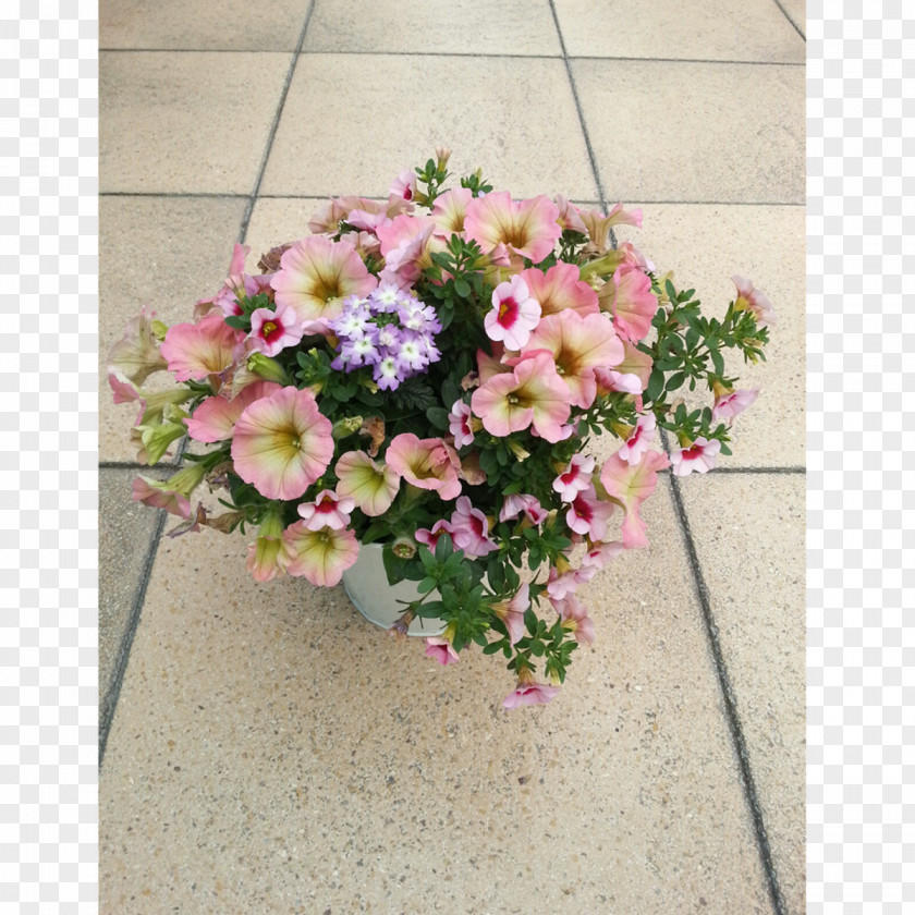 Plant Garden Petunia Annual Bidens Ferulifolia PNG