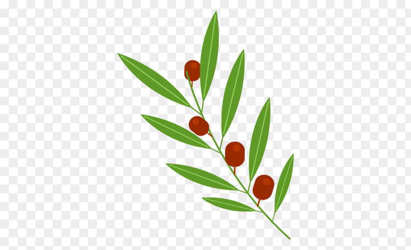 Aceituna Olive Branch PNG