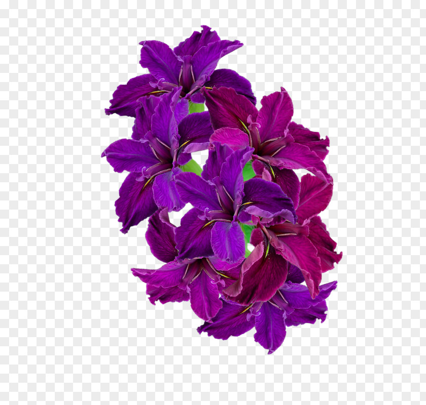 Cut Flowers Pink Violet Purple Flower Petal Plant PNG