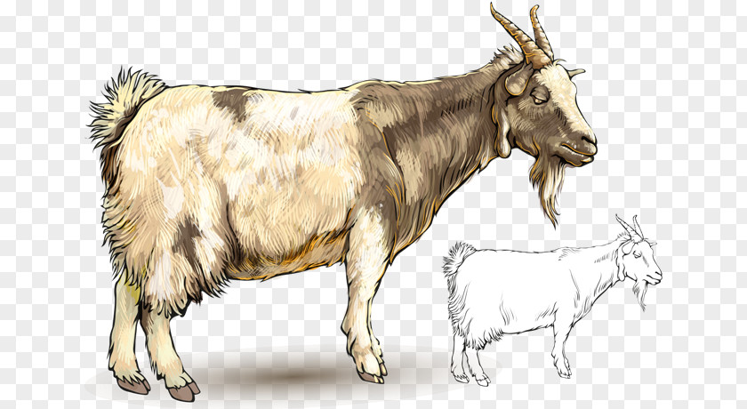 Goat Sheep PNG