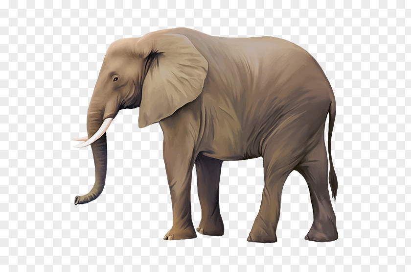Realism Vector Asian Elephant Clip Art PNG