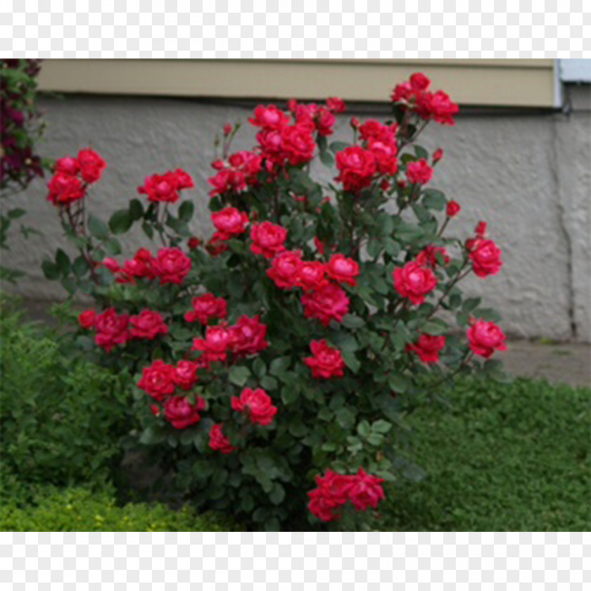 Rose Garden Roses Shrub Red Double PNG
