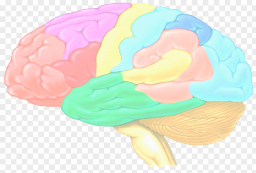 Brain Como Aprende El Cerebro De Los Estudiantes: (Color) Ley General La Ensenanza Cerebral Agy Organism PNG