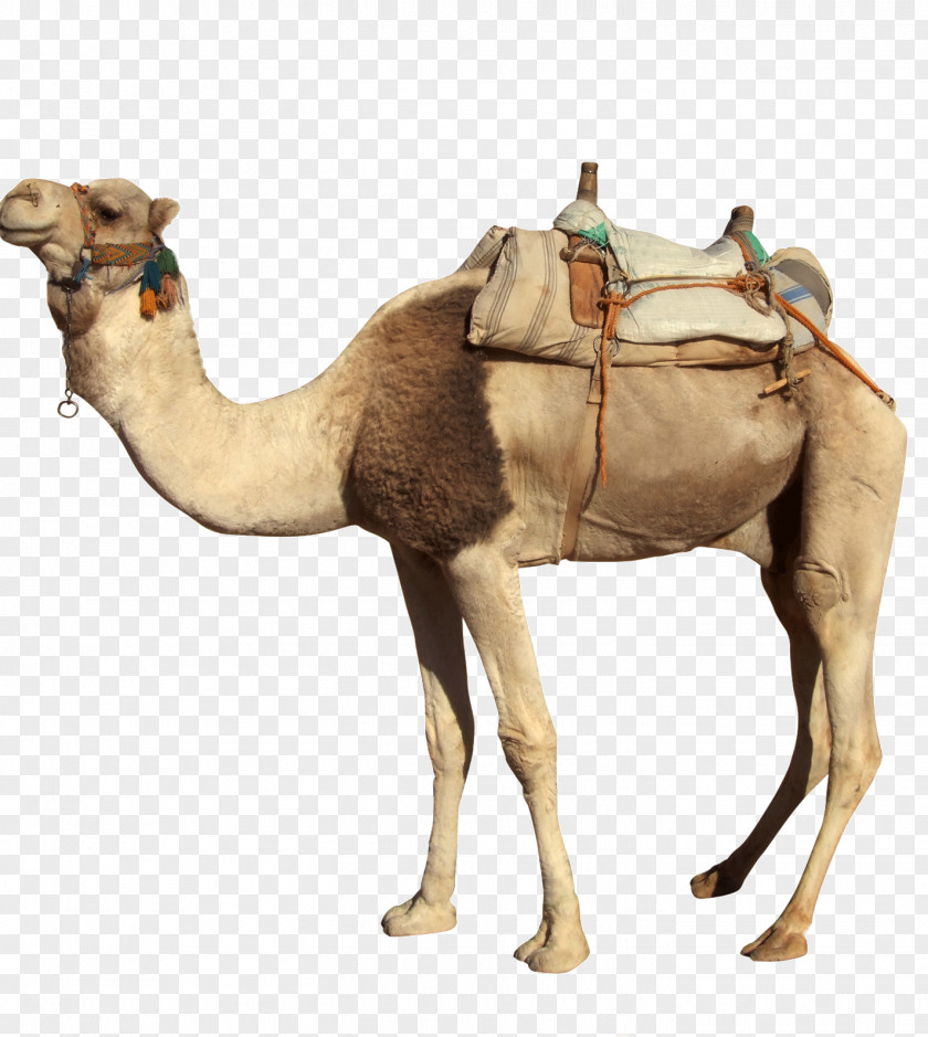 Desert Camel PNG camel clipart PNG