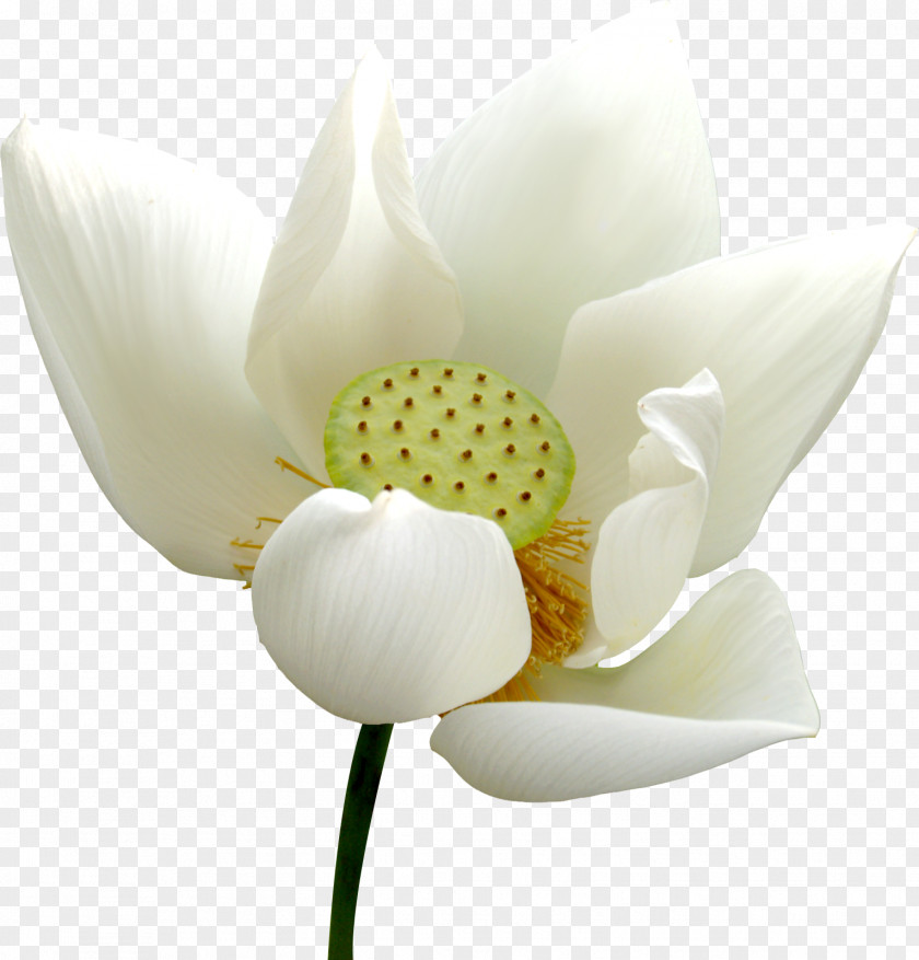 Lotus Cut Flowers Raster Graphics Clip Art PNG