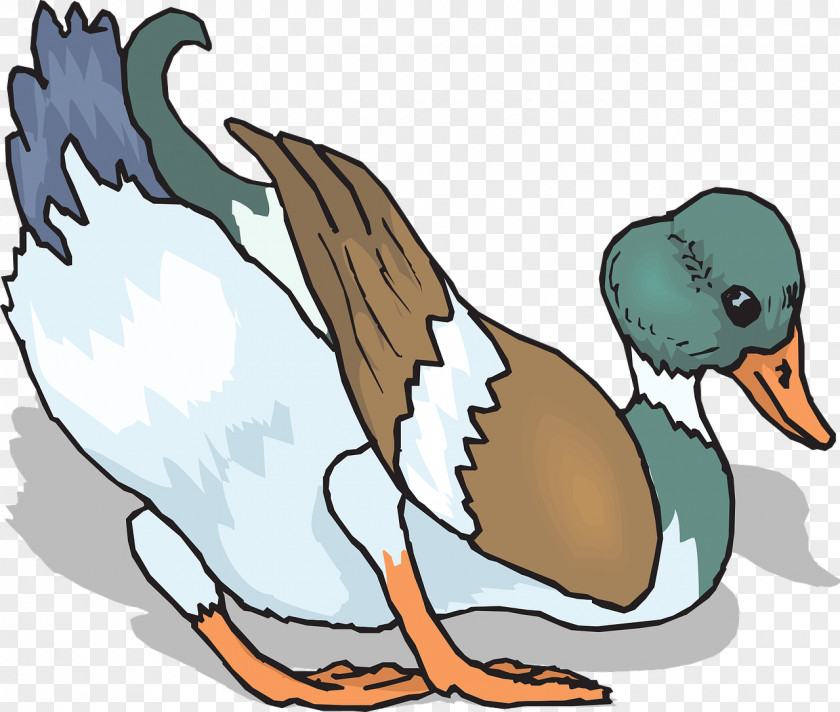 Colored Duck Bird Pixabay PNG