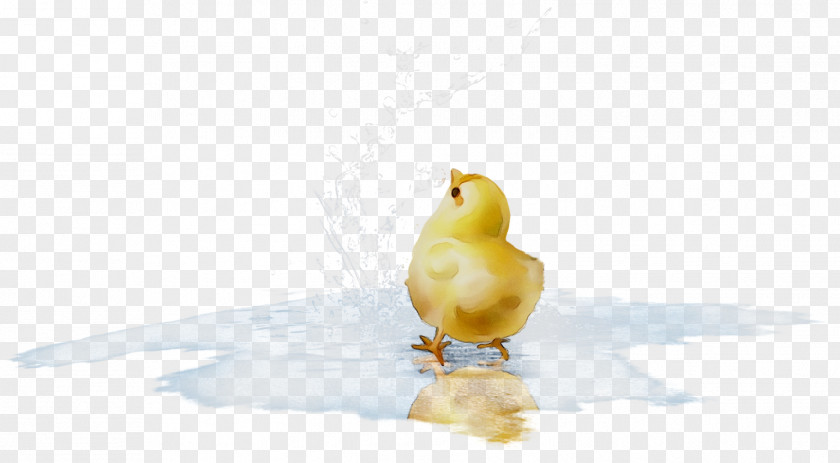 Desktop Wallpaper Yellow Computer Beak Chicken As Food PNG