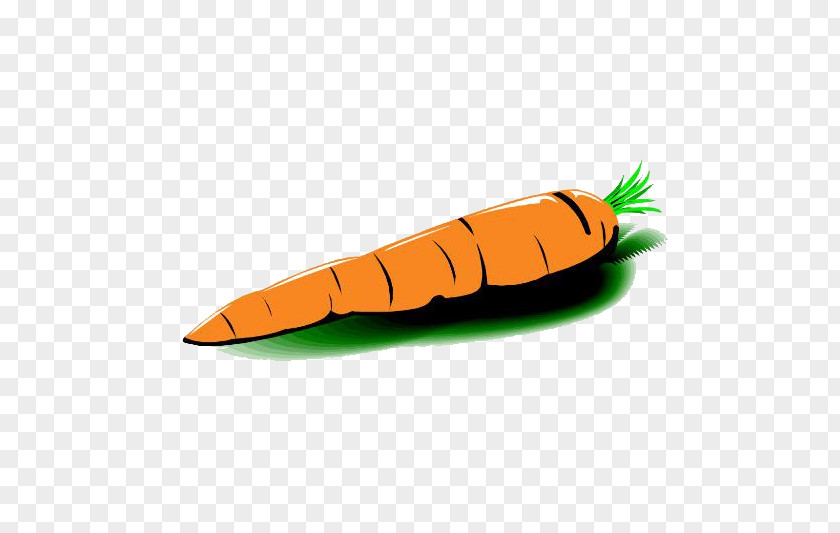 Carrot Vegetable Radish PNG