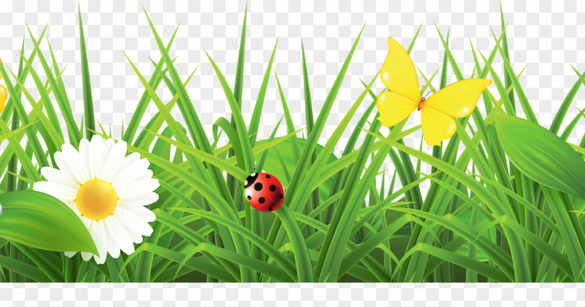 Grass Border Texture Vector Graphics Spring Flowers Galore & More Florist Illustration PNG