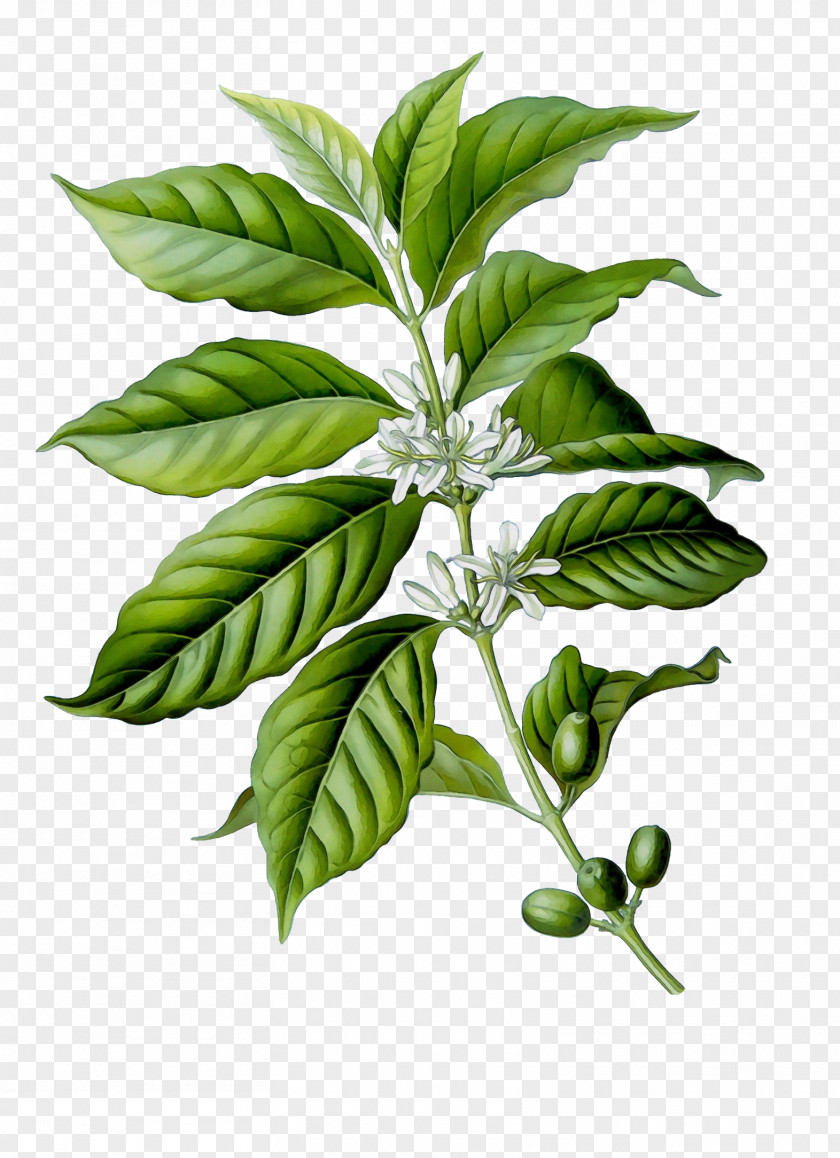 Hemp Family Herb Coffee Bean PNG