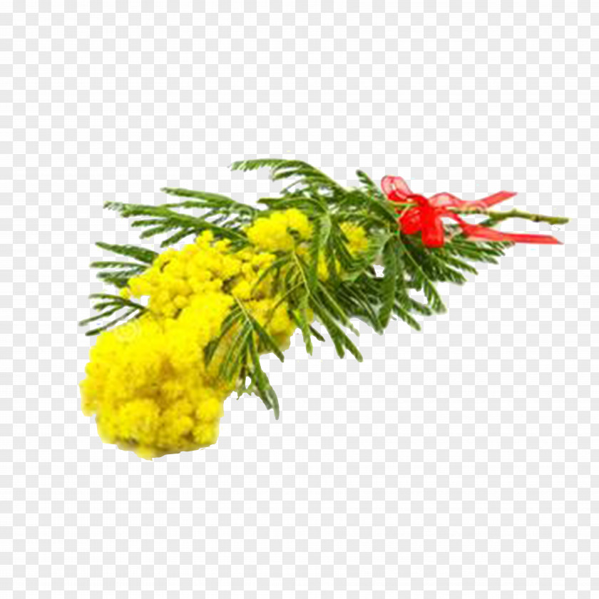 Mimosa Flower Bouquet Acacia Dealbata Royalty-free Photography PNG