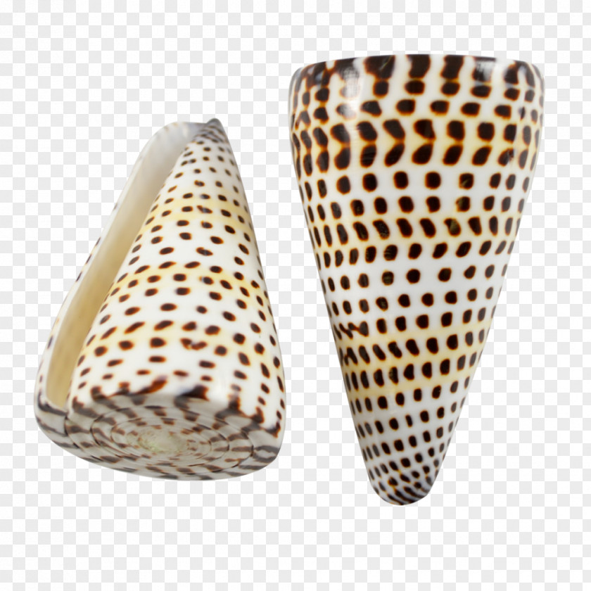 Seashell Conus Marmoreus Gastropods Cone Snails Monetaria Caputserpentis PNG