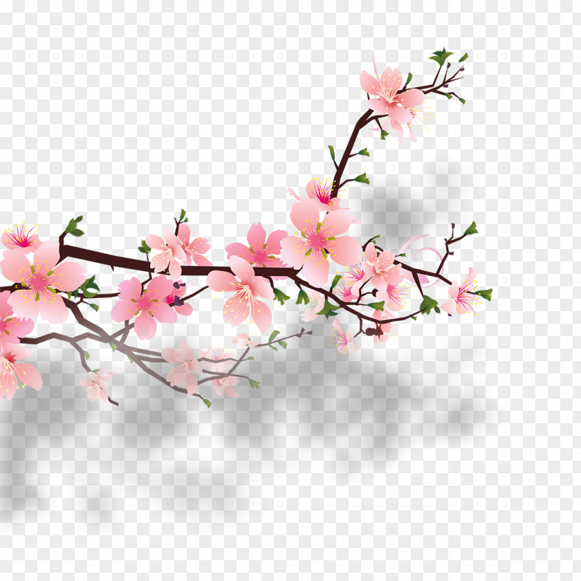 Beautiful Peach Cherry Blossom Clip Art PNG