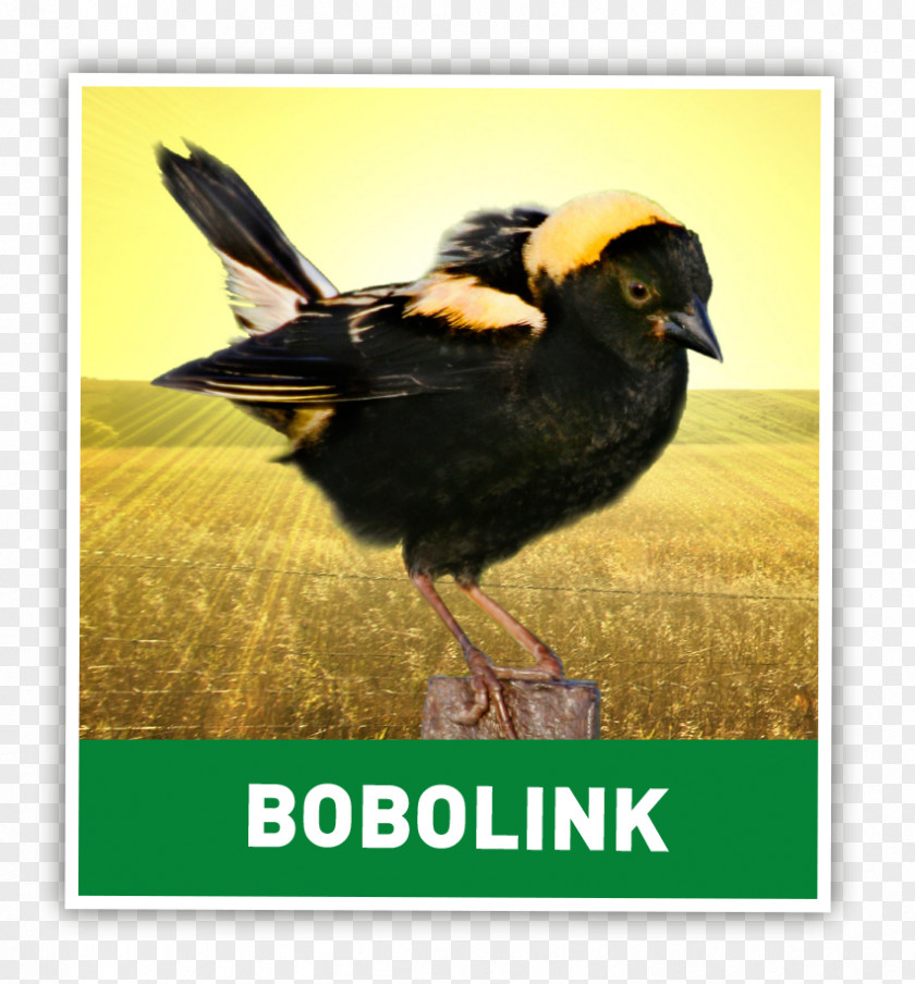 Bird Bobolink Earth Rangers Eastern Screech Owl PNG