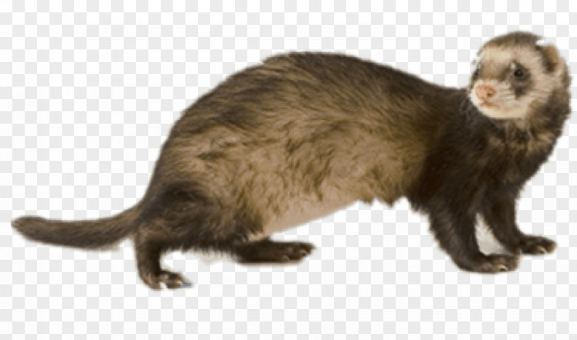 Ferret The Cat Image PNG
