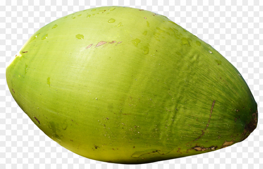 Green Coconut Fruit Watermelon Avocado Vegetable PNG