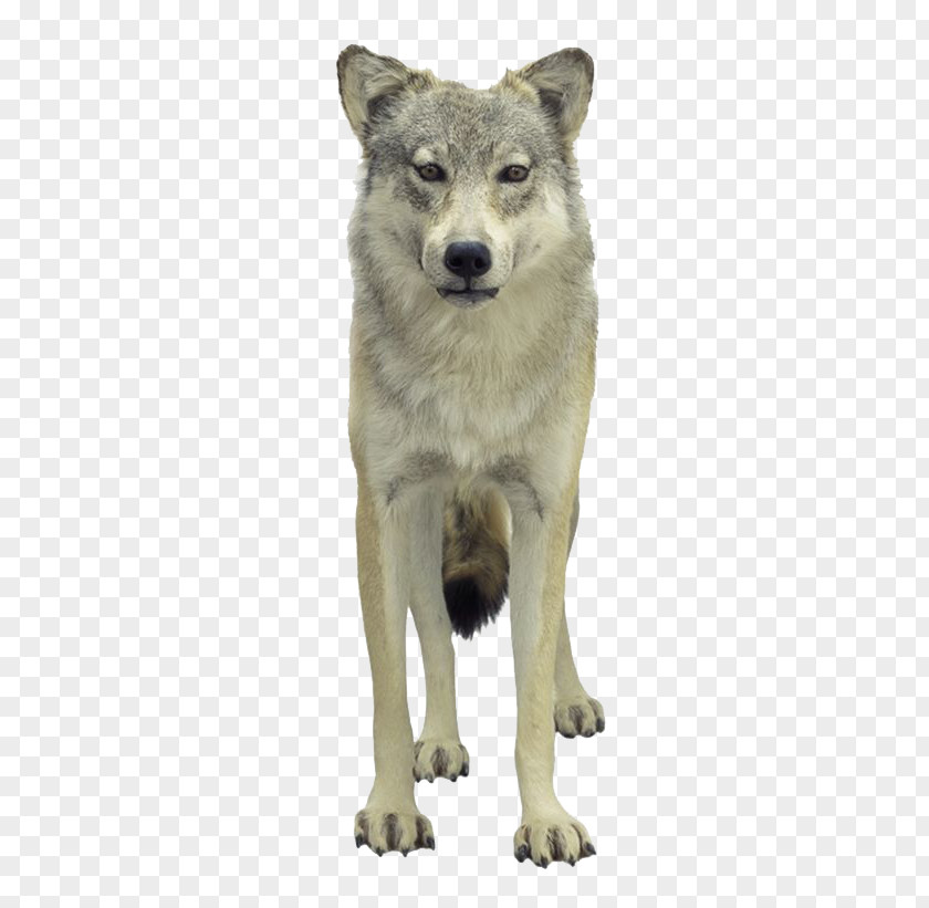 Personality Wolf Tundra Puppy Loup PNG