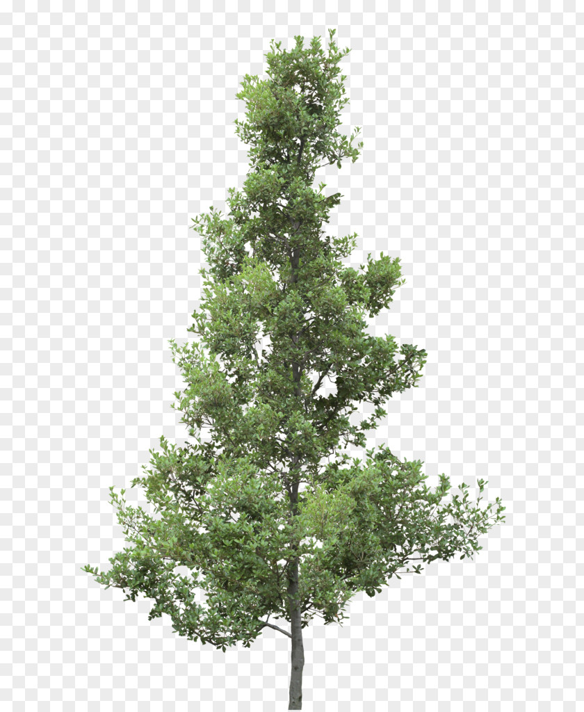 Plant Sketch Spruce Christmas Tree Larch Oak PNG