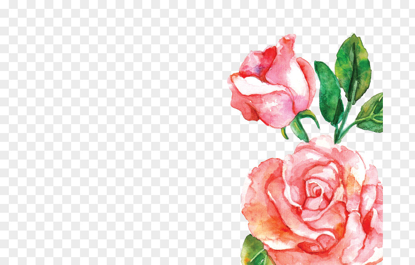 Watercolor Rose Gramado Painting Flower Pink PNG