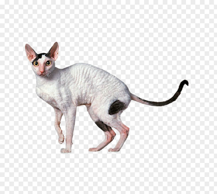 Cute Cat Cornish Rex Devon Sphynx Ragdoll Abyssinian PNG