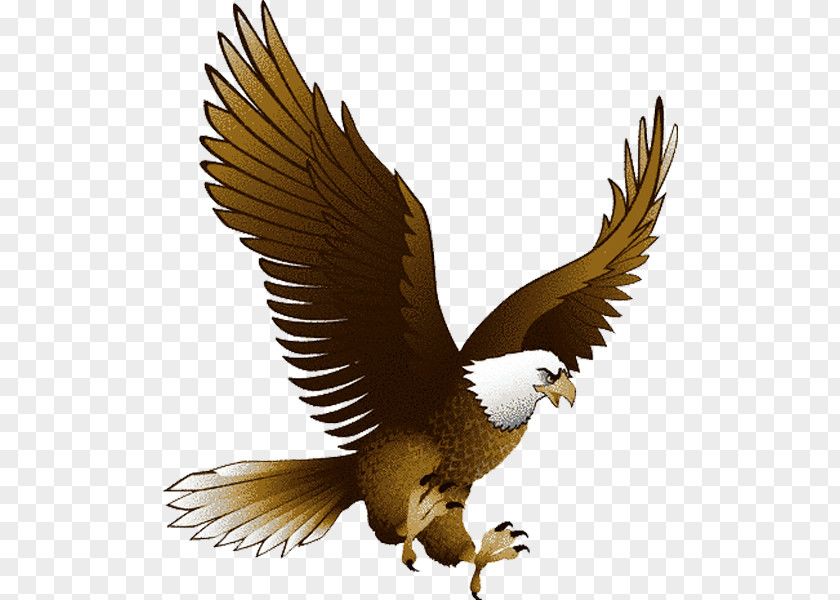 Eagle Image With Transparency, Free Download Clip Art PNG