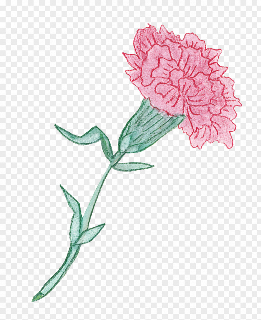 Flower Plant Pink Red Clover Pedicel PNG