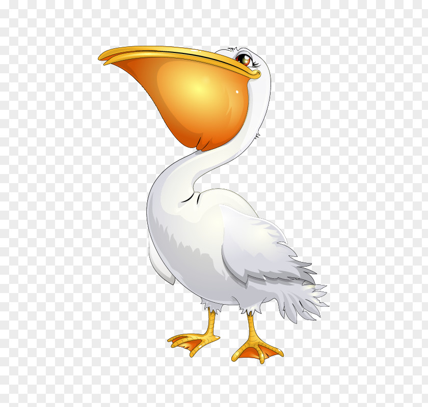 Glamour Clipart Bird Pelican Clip Art PNG