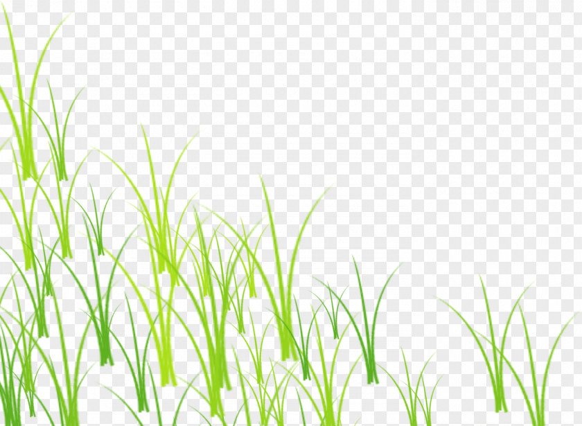 Grass, Green Grass Lawn PNG