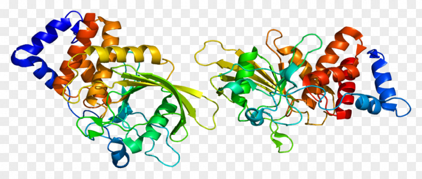 PTPRT Protein Tyrosine Phosphatase Gene Homo Sapiens PNG