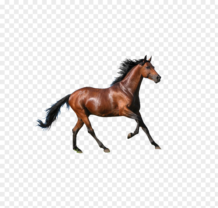 Running Horse Rocky Mountain Mare Wallpaper PNG