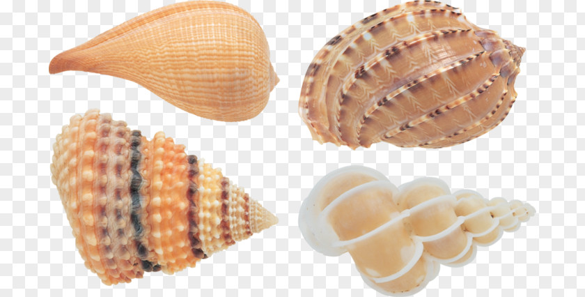 Seashell Cockle Conchology Image File Formats PNG