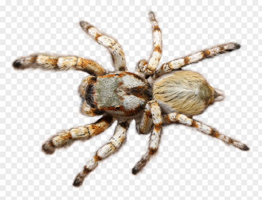 Spider Tarantula PNG