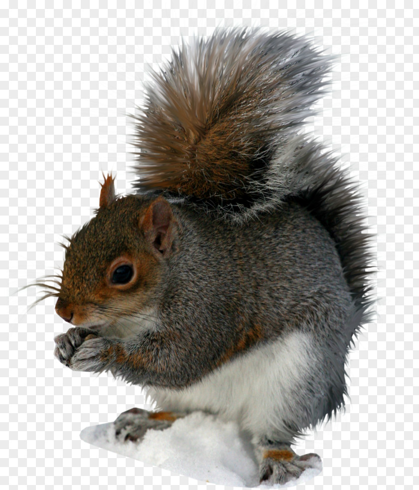 Squirrel File Clip Art PNG