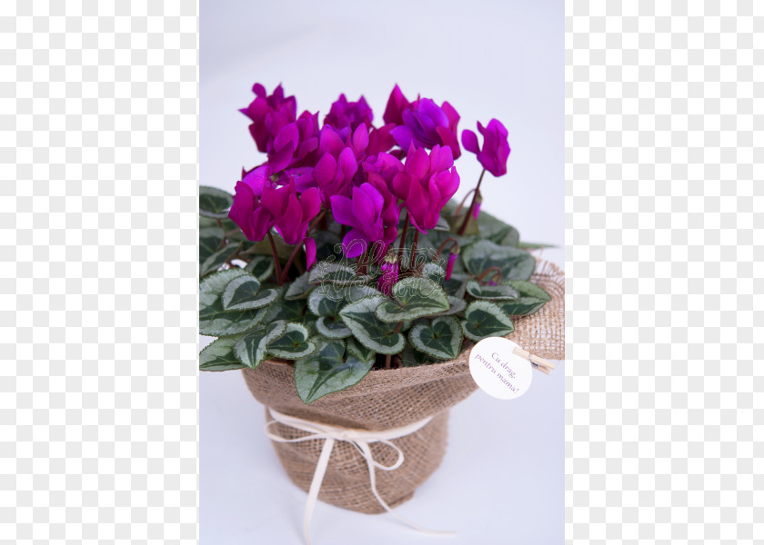 Flower Cyclamen Flowerpot Cut Flowers Houseplant PNG