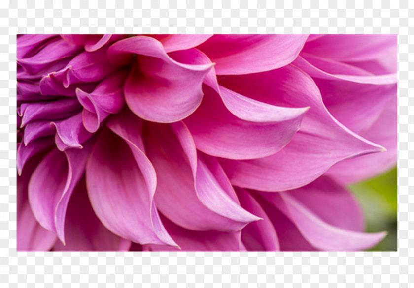 Flower Stock Photography Floral Design Petal PNG