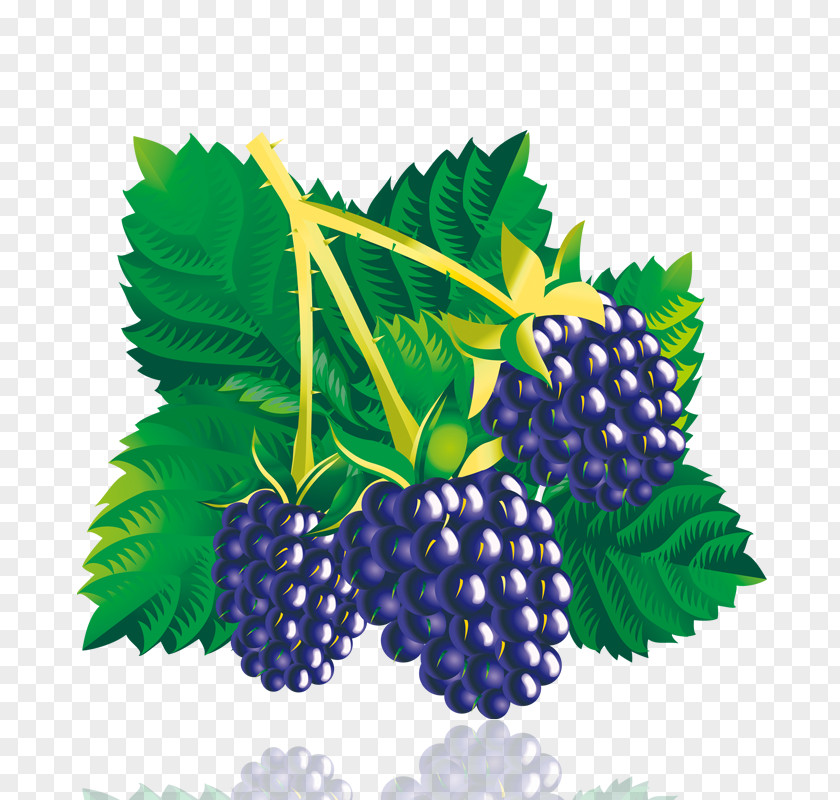 Grape Mulberry PNG