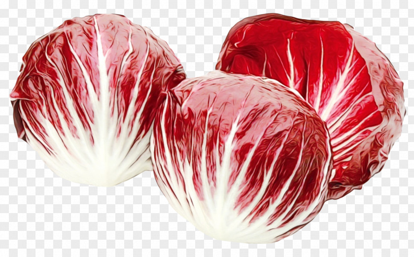 Herbaceous Plant Radicchio Red Leaf Vegetable Food PNG