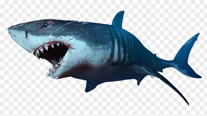 Shark Clip Art PNG