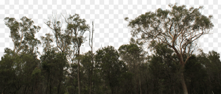 Tree Line Shrub Lumber Forest PNG