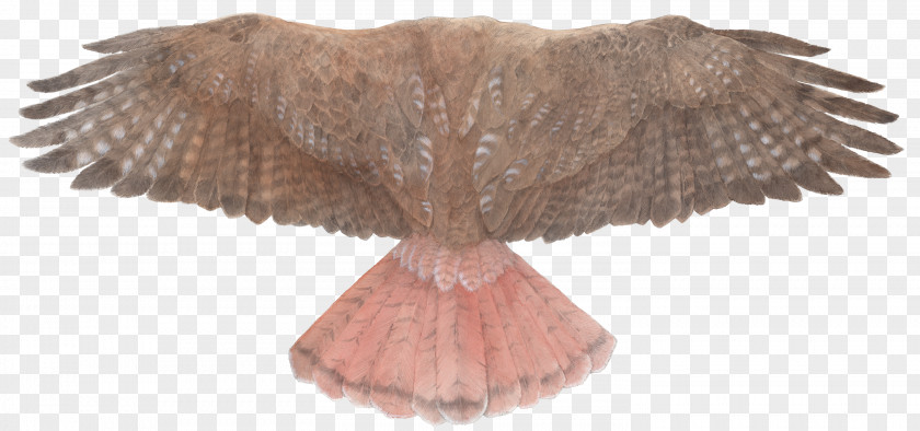 Wings Bird Of Prey Red-tailed Hawk Wing PNG