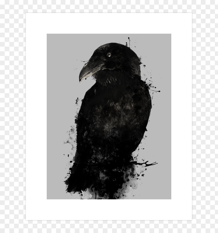 American Crow Common Raven The Odin Huginn And Muninn PNG