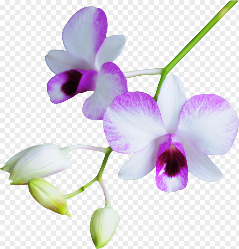 BLOSSOM Flower Orchids PNG
