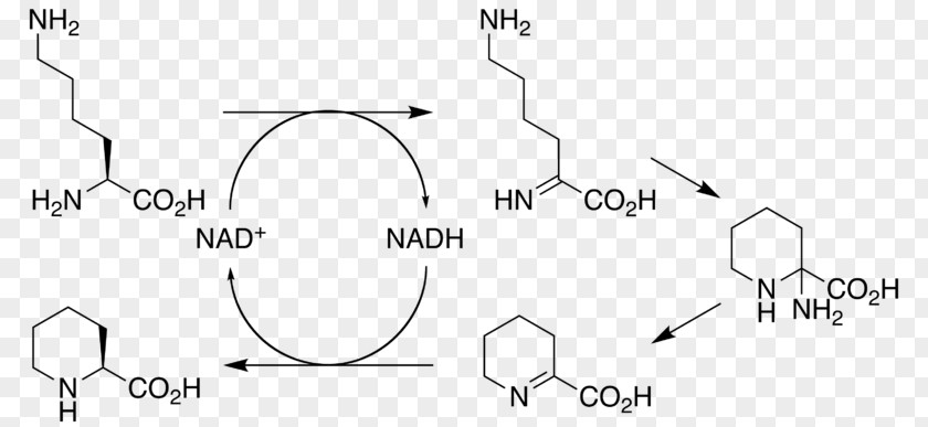 Sirolimus L-lysine Cyclodeaminase Pipecolic Acid Macrolide PNG