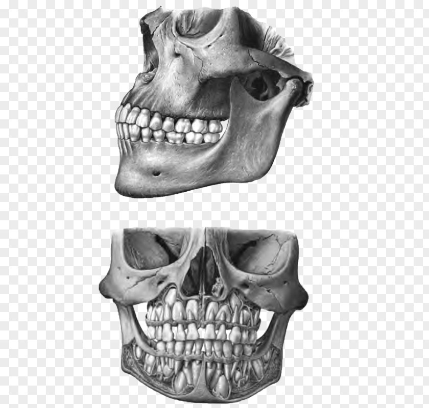 Skulls Human Tooth Mouse Mats Skull Anatomy PNG