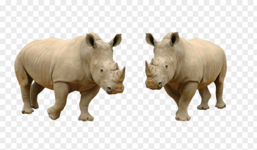 HD Rhino White Rhinoceros Hippopotamus Lion Stock Photography PNG