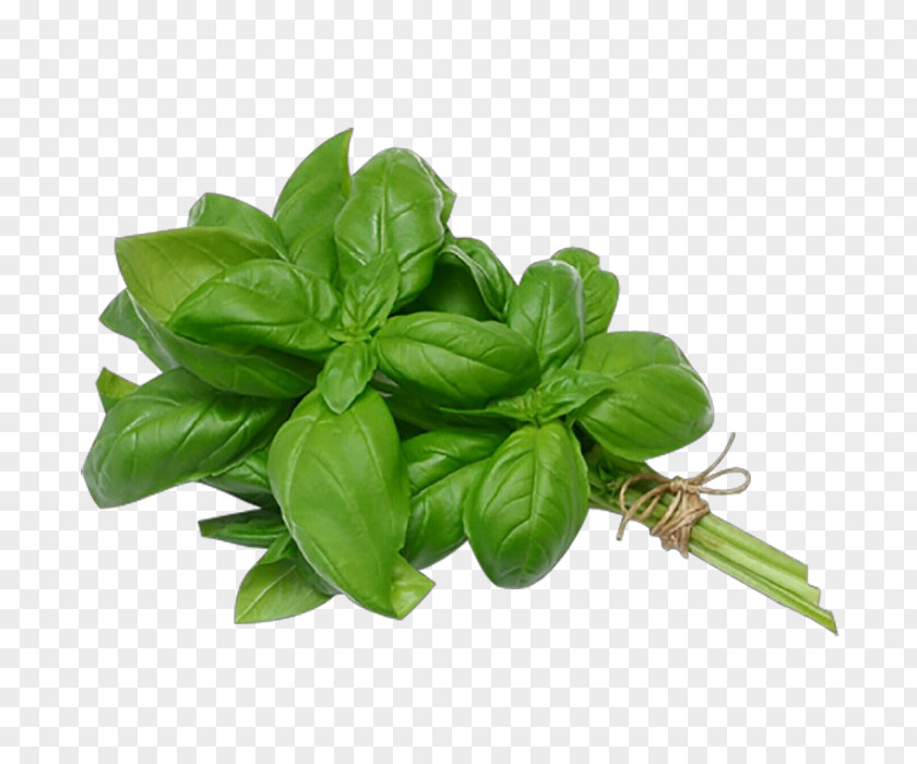 Ocimum Lemon Basil Leaf Plant Flower Herb PNG